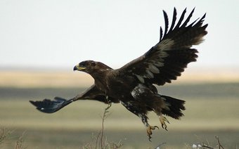 Стало известно об истории орлицы, которая потратила на роуминг весь бюджет изучающих её орнитологов