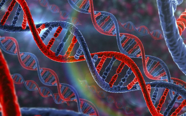 Френсис Крик и Джеймс Уотсон объявили, что структура ДНК состоит из двух лент сахаро-фосфорных цепочек, закрученных спиралью, а между ними раскинули свои мосты, пары оснований.